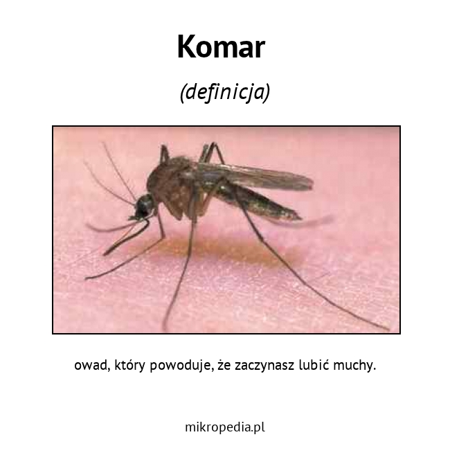 Komar